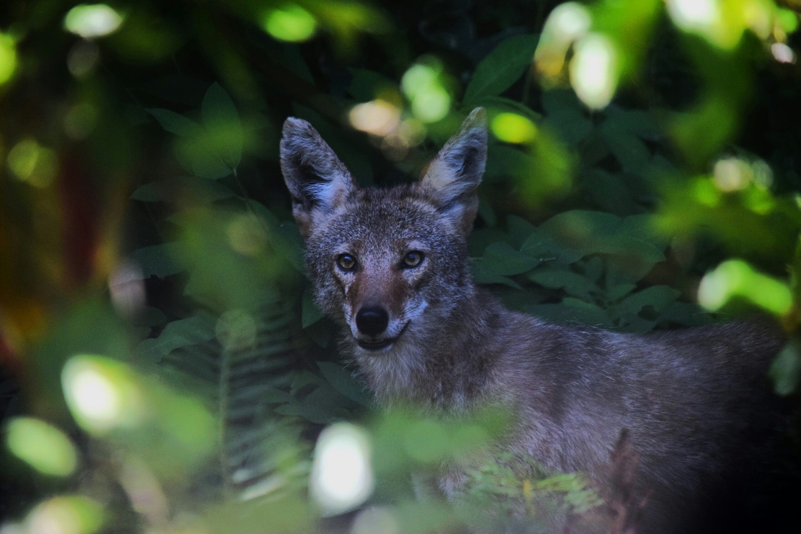do coyotes jump fences